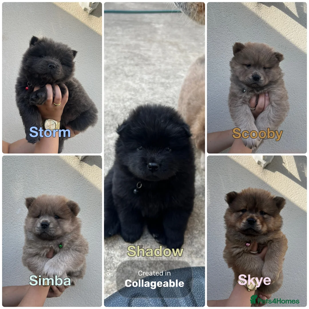 Chow Chow dogs for sale: 5 Beautiful Multi Coloured Chow Chows 💙🩷 - Advert 1