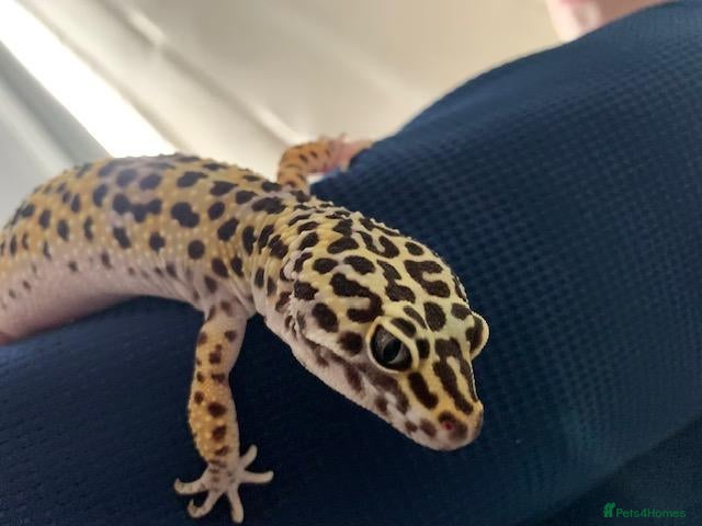 Leopard Gecko reptiles for sale: Leopard Gecko and Full set up - Advert 2