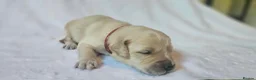 Golden Retriever dogs for sale: KC Registered Show Line Golden Retriever Puppies - Advert 15