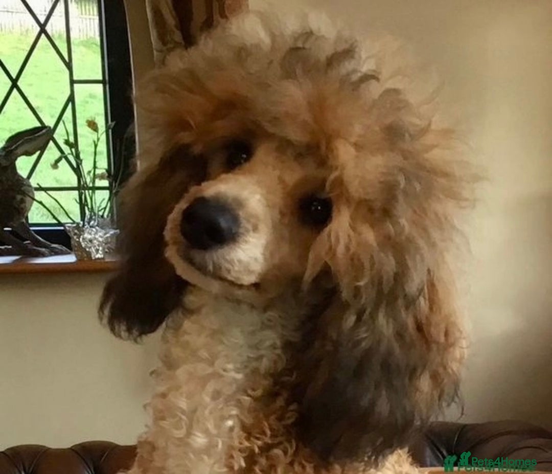 Cockapoo dogs for sale: Stunning F1 Cockapoos - Show H/Tested KC Parents!! - Advert 18