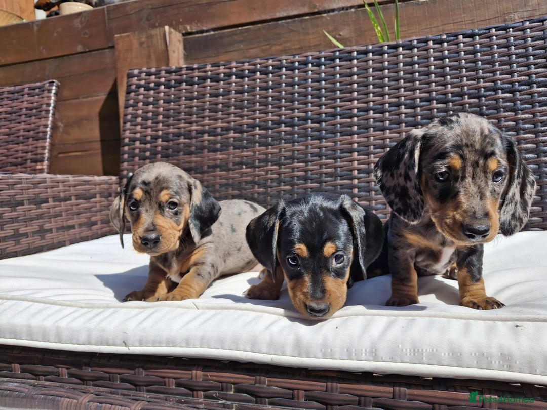 Dachshund dogs for sale: Dachshund puppies 🐶  - Image 10