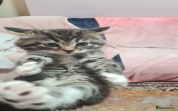 Mixed Breed cats for sale: 5 beautiful tabby cats longline/shorthair  - Image 5