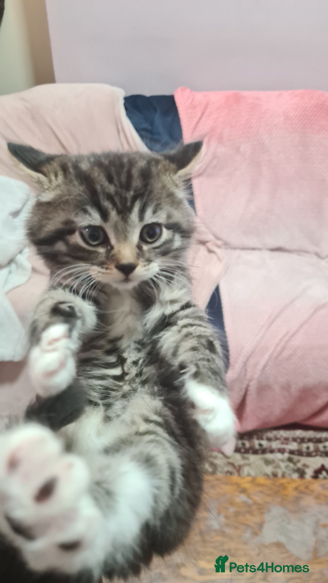 Mixed Breed cats for sale: 5 beautiful tabby cats longline/shorthair  - Image 5