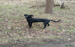 Lurcher dogs for sale: Lurcher dog - Image 1