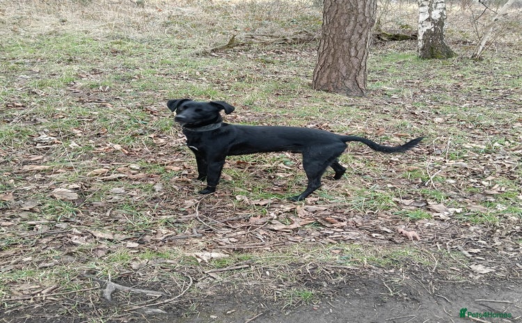 Lurcher dogs - Advert 12