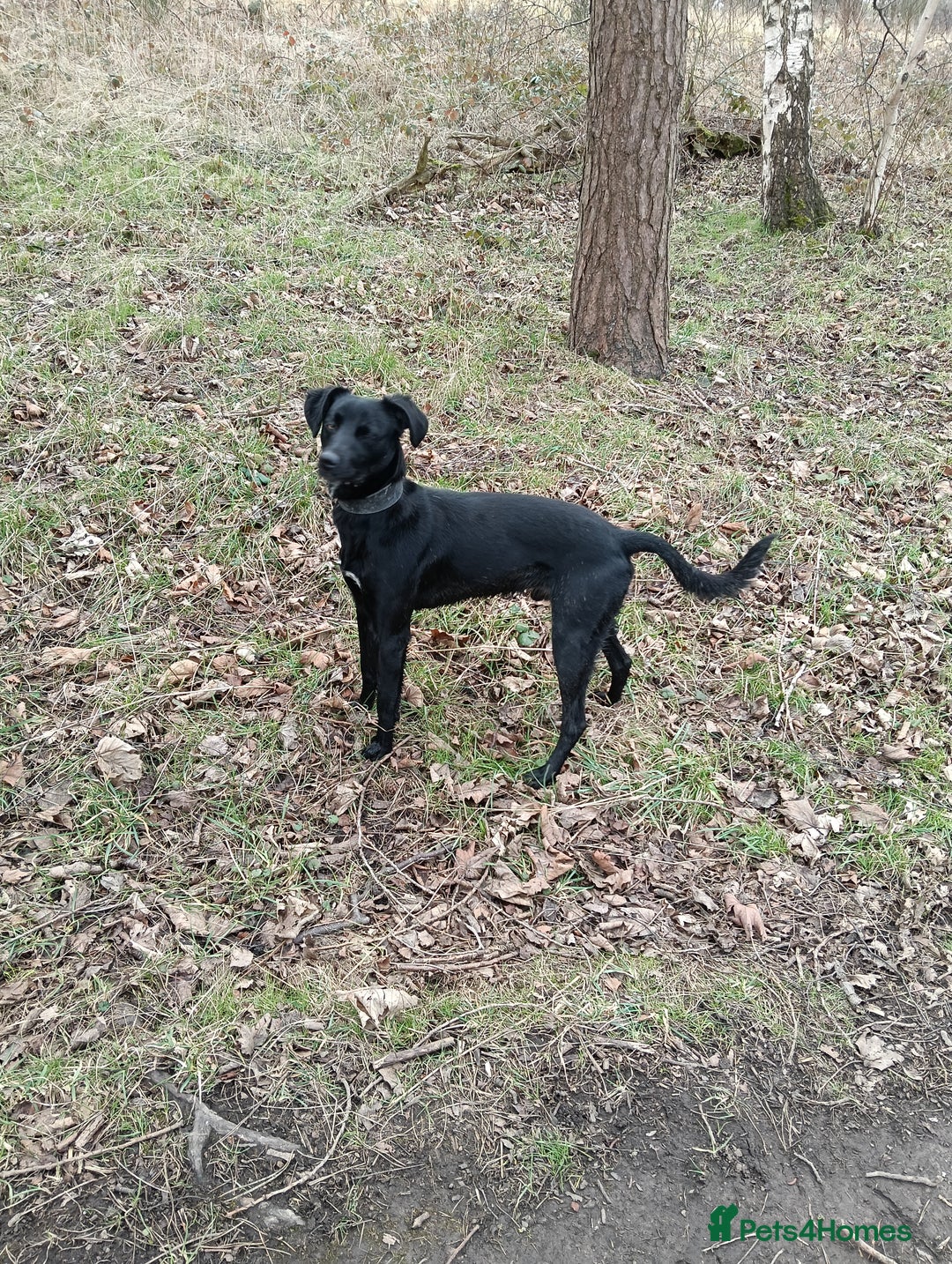 Lurcher dogs for sale: Lurcher dog - Image 1