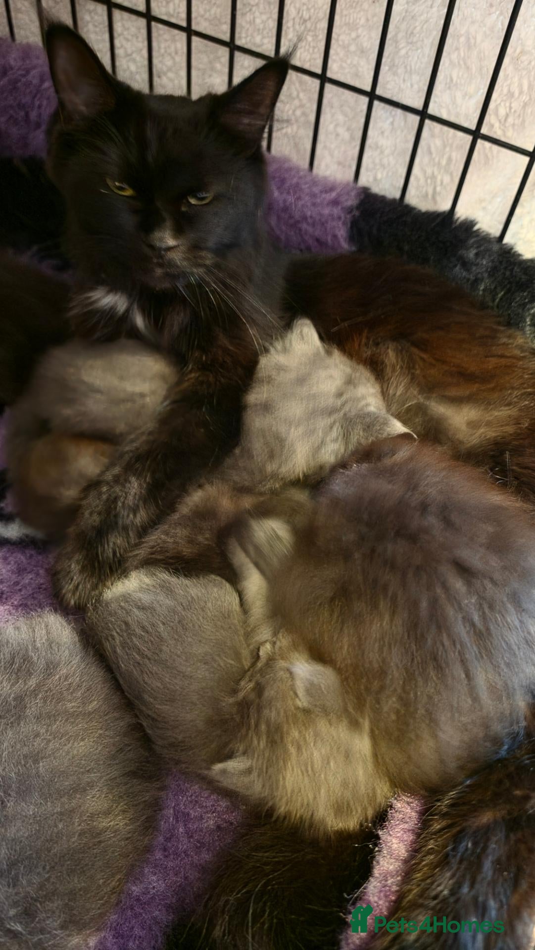 Maine Coon cats for sale: Stunning Maine Coons - Advert 11