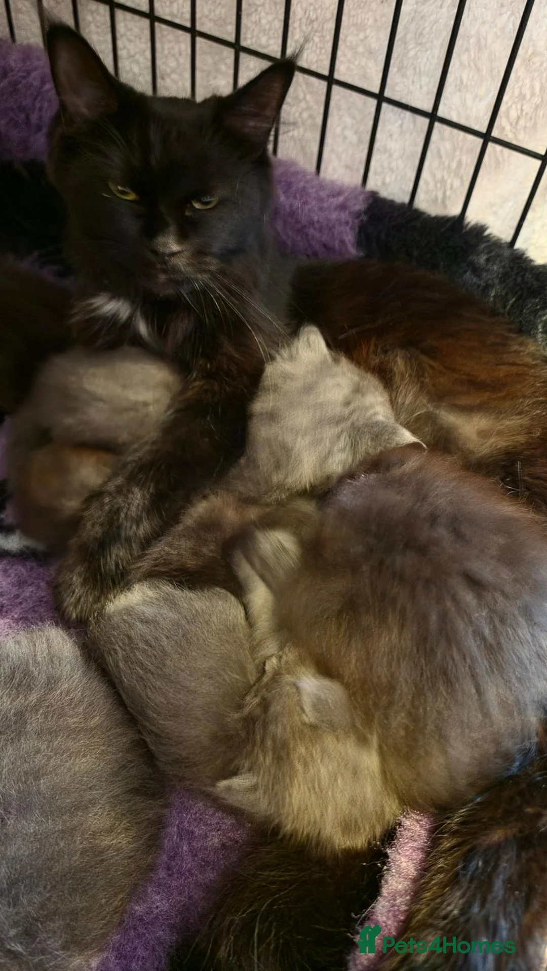 Maine Coon cats for sale: Stunning Maine Coons - Advert 1