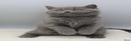 British Shorthair cats for sale: PEDIGREE REGISTERED CHUNKY BRITISH SHORTHAIRS - Advert 1