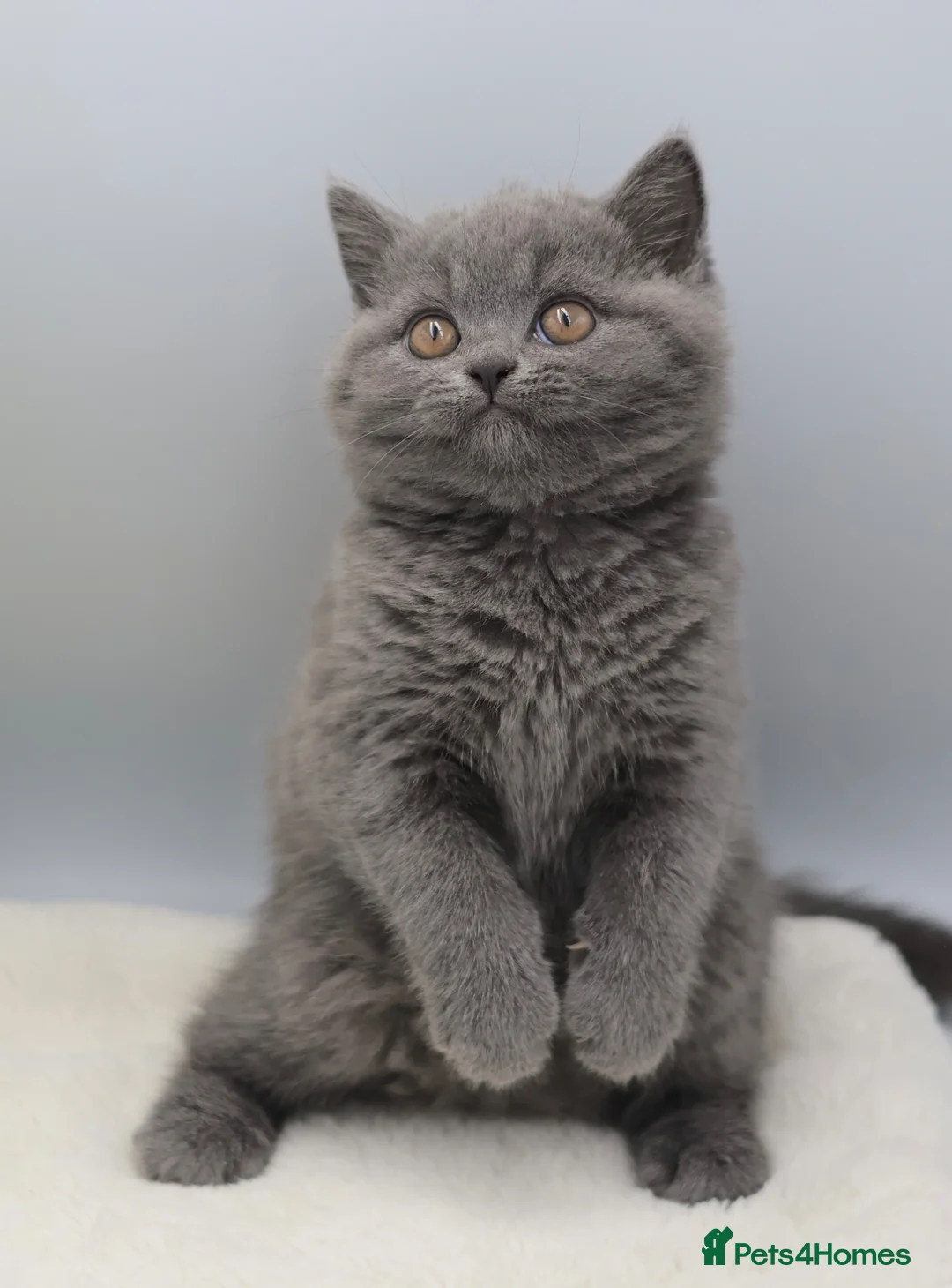 British Shorthair cats for sale: PEDIGREE REGISTERED CHUNKY BRITISH SHORTHAIRS - Advert 1