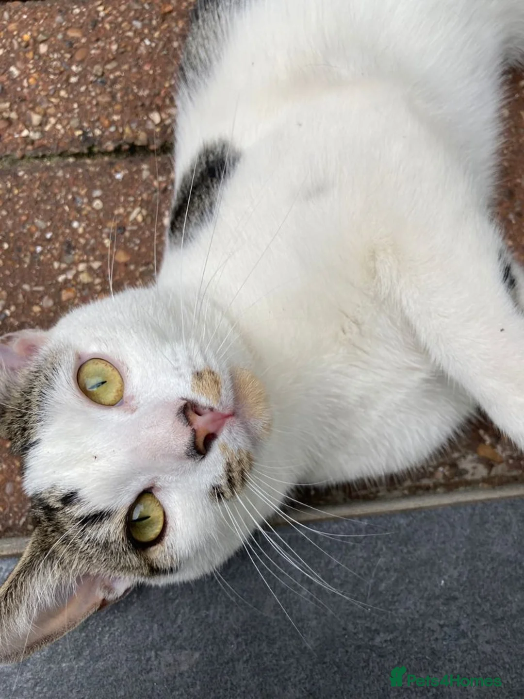 Domestic Shorthair cats for sale: Lovely Cat Busik Looking for a Loving Home - Advert 1