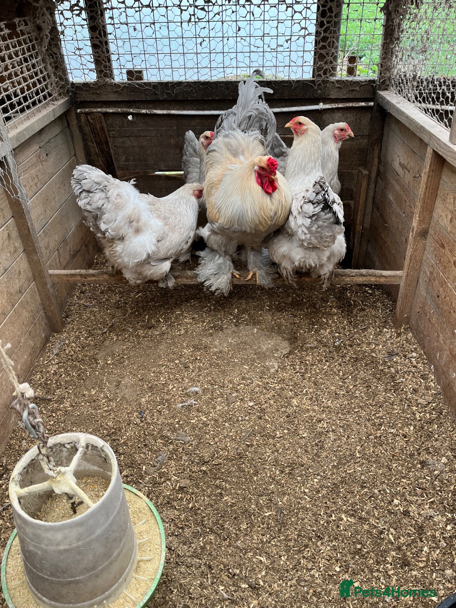 Chickens poultry Isabella Brama Hatching eggs  - Advert 1