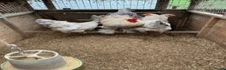 Chickens poultry for sale: Isabella Brama Hatching eggs  - Advert 1
