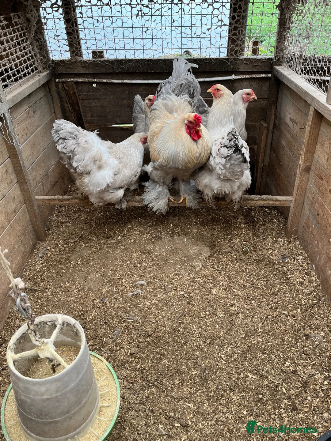 Chickens poultry for sale: Isabella Brama Hatching eggs  - Advert 1