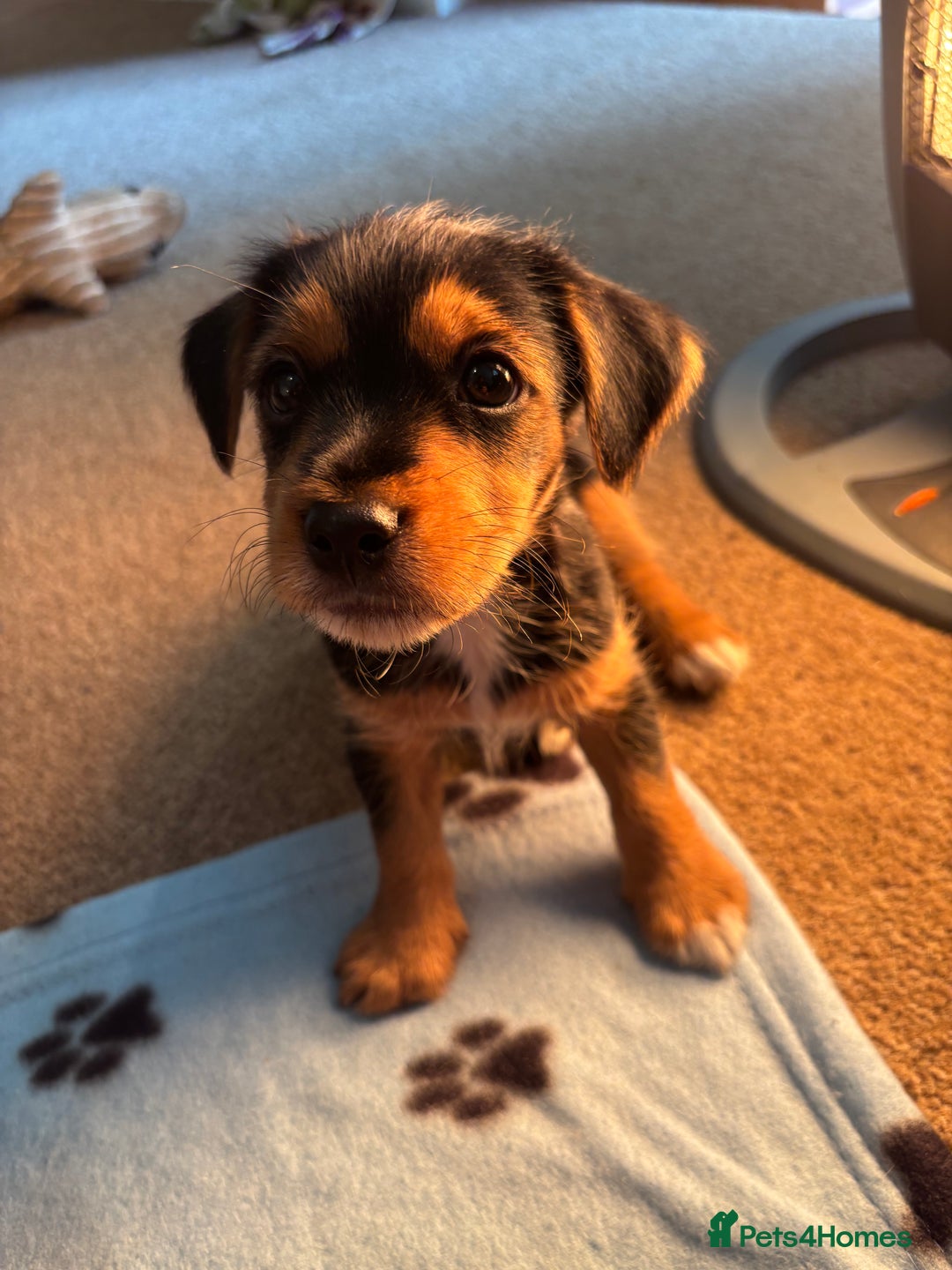 Jack Russell dogs for sale: Jack Russell terrier Pups!  - Advert 31