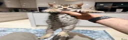 Bengal cats for sale: Bengal X kittens  in Bristol - Advert 38