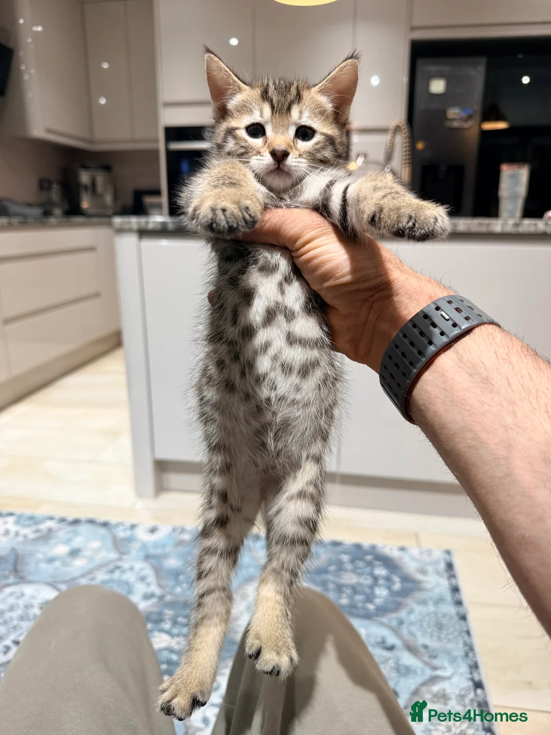 Bengal cats for sale: Bengal X kittens  in Bristol - Advert 38