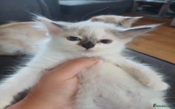 Ragdoll cats for sale: 3 gorgeous fluffy ragdoll kittens  - Image 6