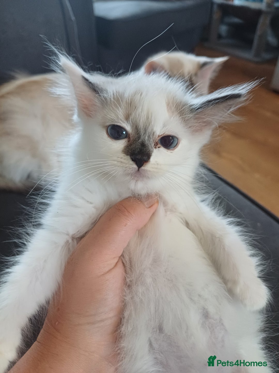 Ragdoll cats for sale: 3 gorgeous fluffy ragdoll kittens  - Image 6