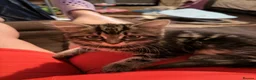 British Longhair cats for sale: British long hair - Advert 1