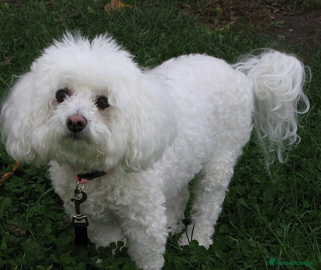 Bichon Frise dogs for sale: Girl for sale - Advert 1