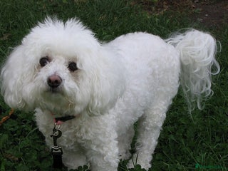 Bichon Frise dogs Girl for sale - Advert 1