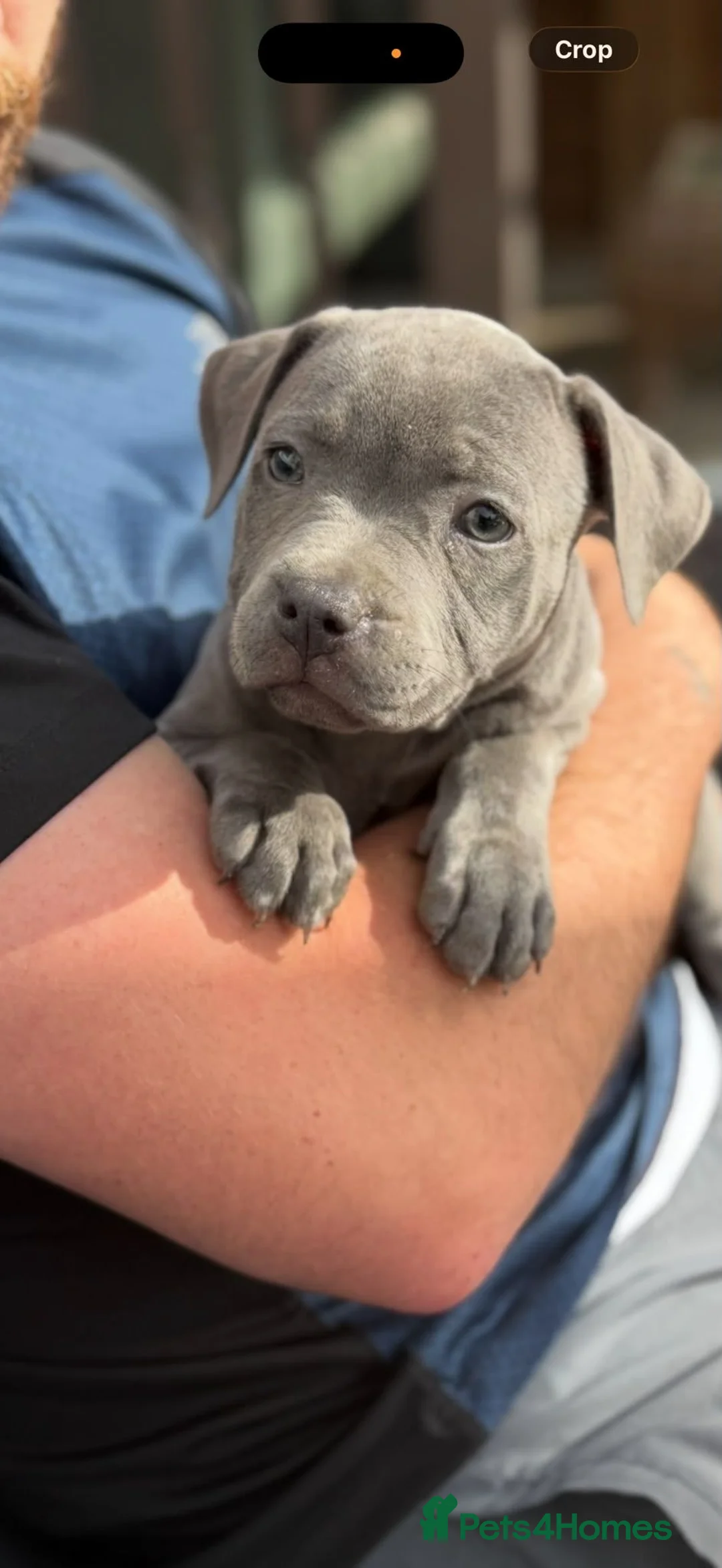 Staffordshire Bull Terrier dogs for sale: Staffordshire bull  - Advert 2
