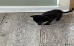 Mixed Breed cats for sale: Beautiful little long haired fluffy black kittens - Image 9