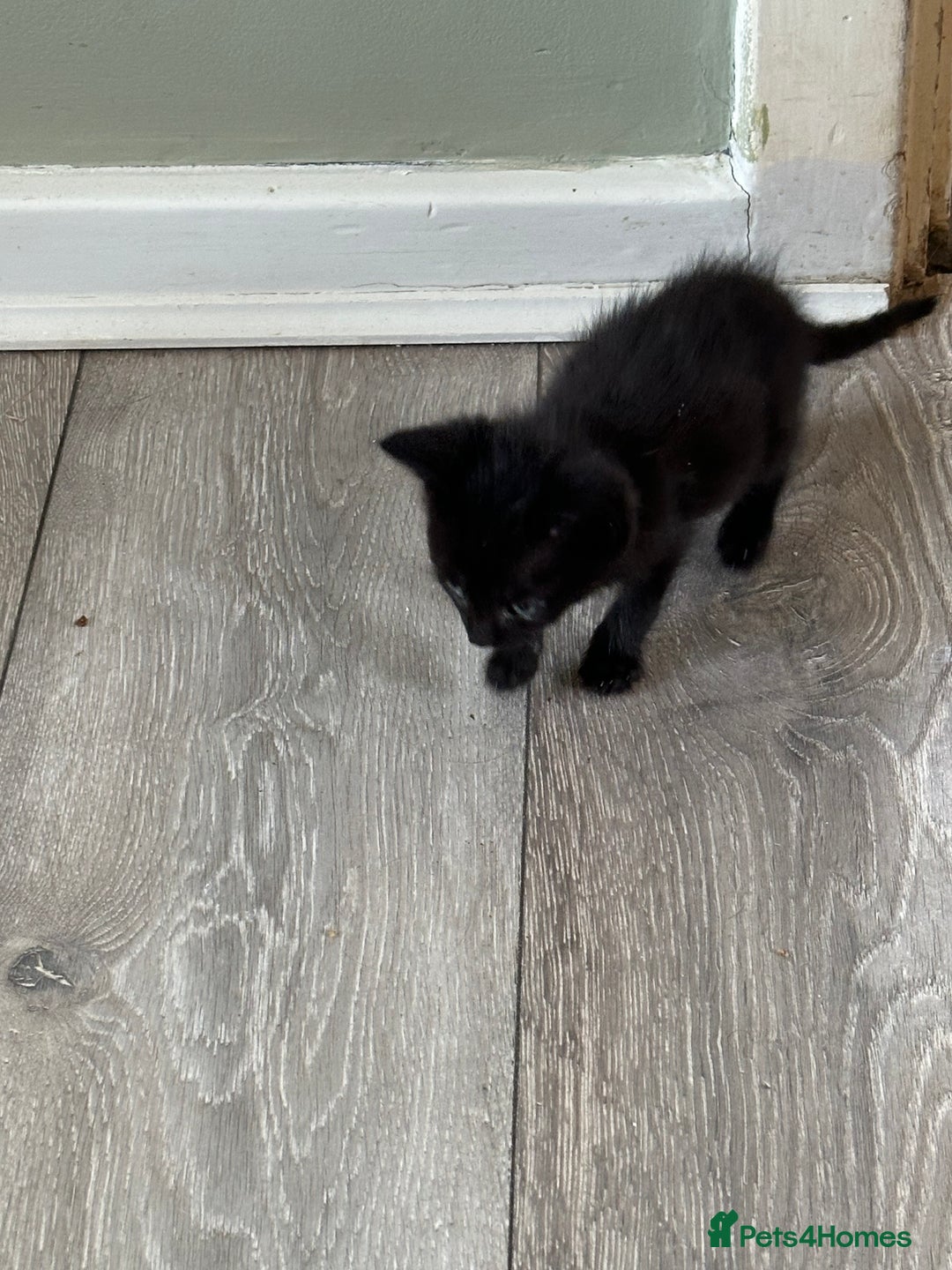 Mixed Breed cats for sale: Beautiful little long haired fluffy black kittens - Image 9