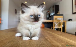 Ragdoll cats for sale: Ragdoll Kittens for Sale - Image 9