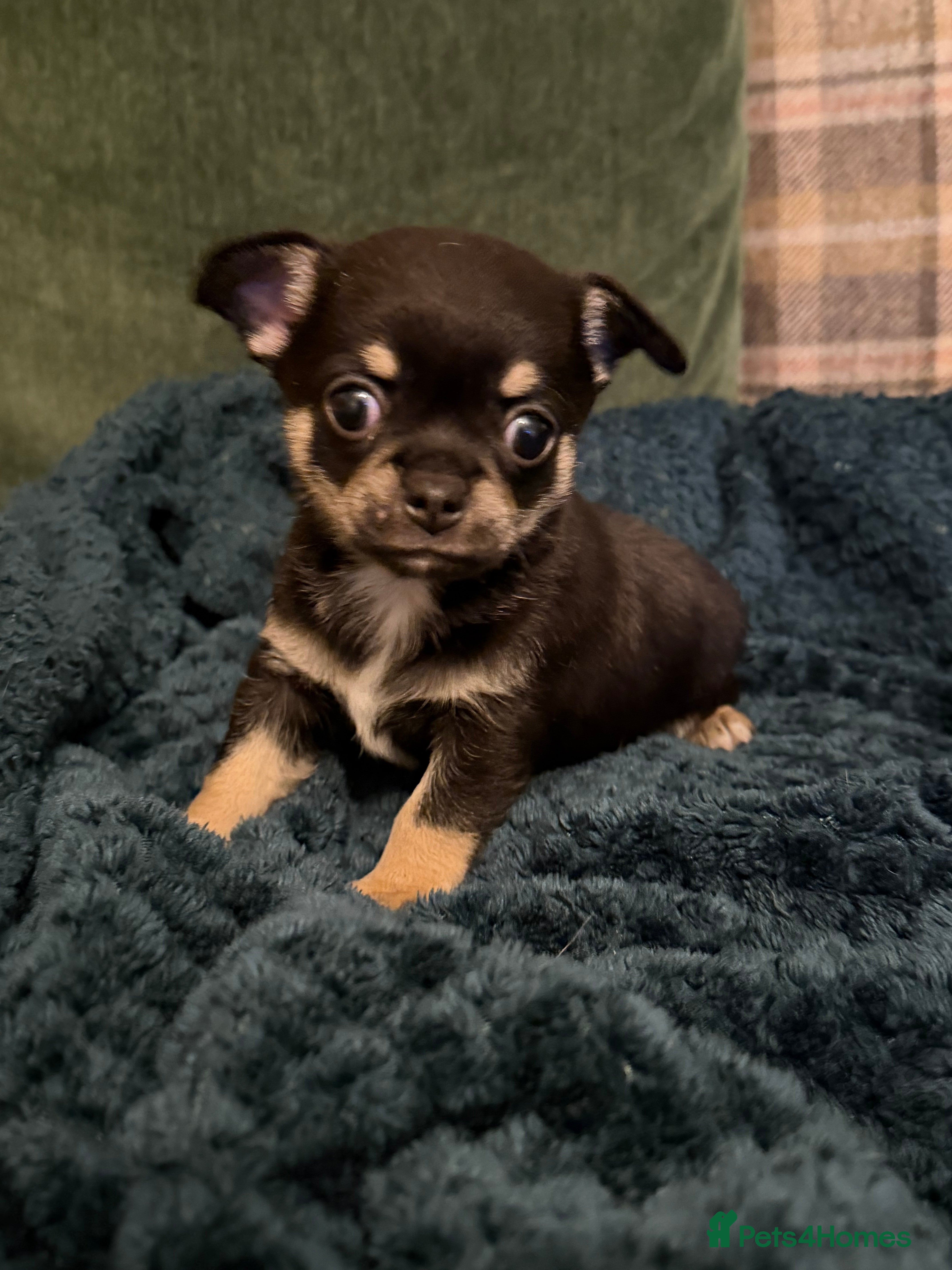Chihuahua dogs Fuzzy playful baby boy tri coloured  - Advert 2