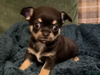 Chihuahua dogs Fuzzy playful baby boy tri coloured - Advert 2