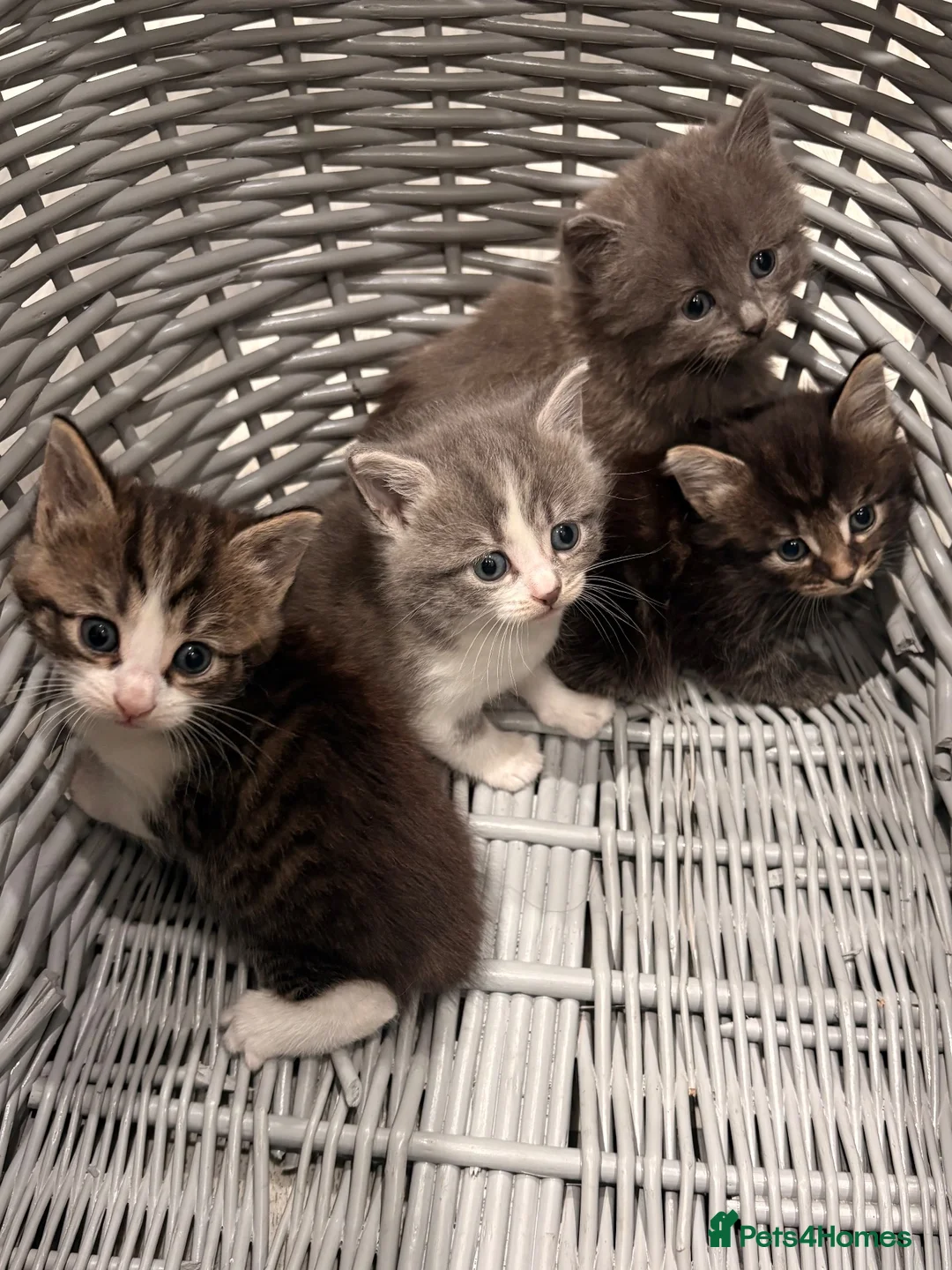 Maine Coon cats for sale: Maine coon cross kittens - Advert 1