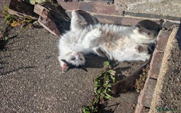 Munchkin cats for sale: Fulga for free adoption - - Image 6