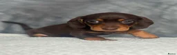 Dachshund dogs for sale: 2 beautiful female dashounds  - Advert 13