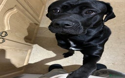 Cane Corso dogs for sale: Female cane corso for rehoming  - Image 2