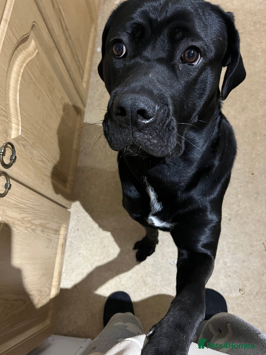 Cane Corso dogs for sale: Female cane corso for rehoming  - Image 2