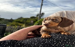 Miniature Dachshund dogs for sale: *READY NOW! 2 STUNNING KC REG MINI DACHSHUND BOYS* - Image 27