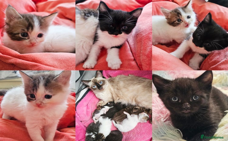 Mixed Breed cats - Advert 13