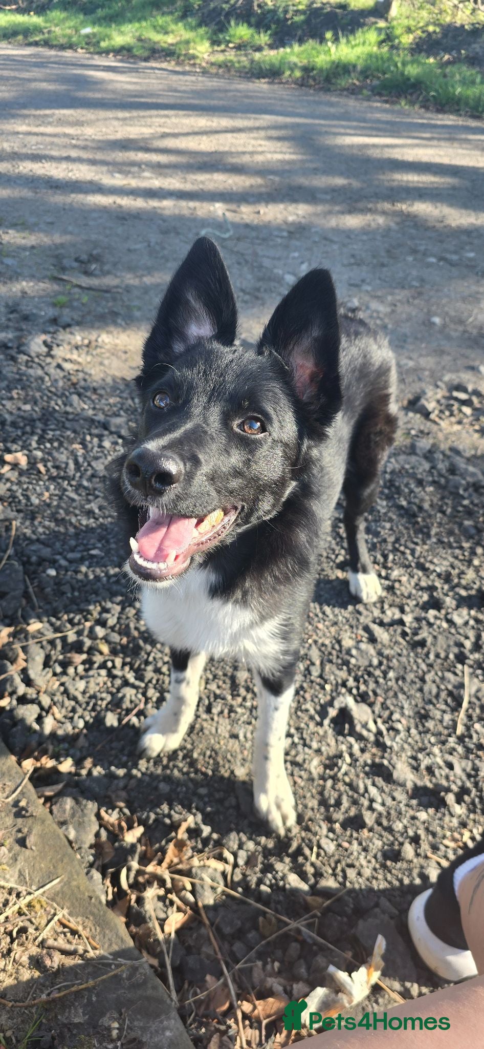 Border Collie dogs 7 month old border collie - Advert 1