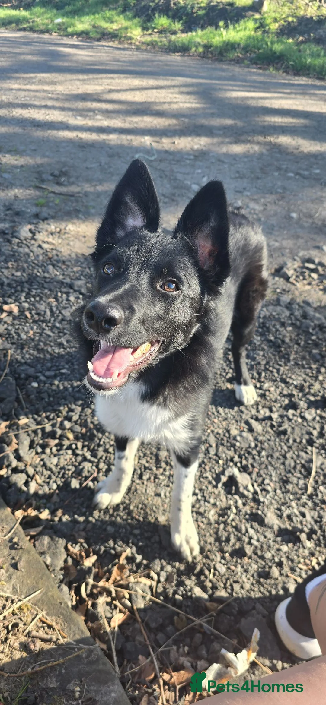 Border Collie dogs for sale: 7 month old border collie in Carluke - Advert 1