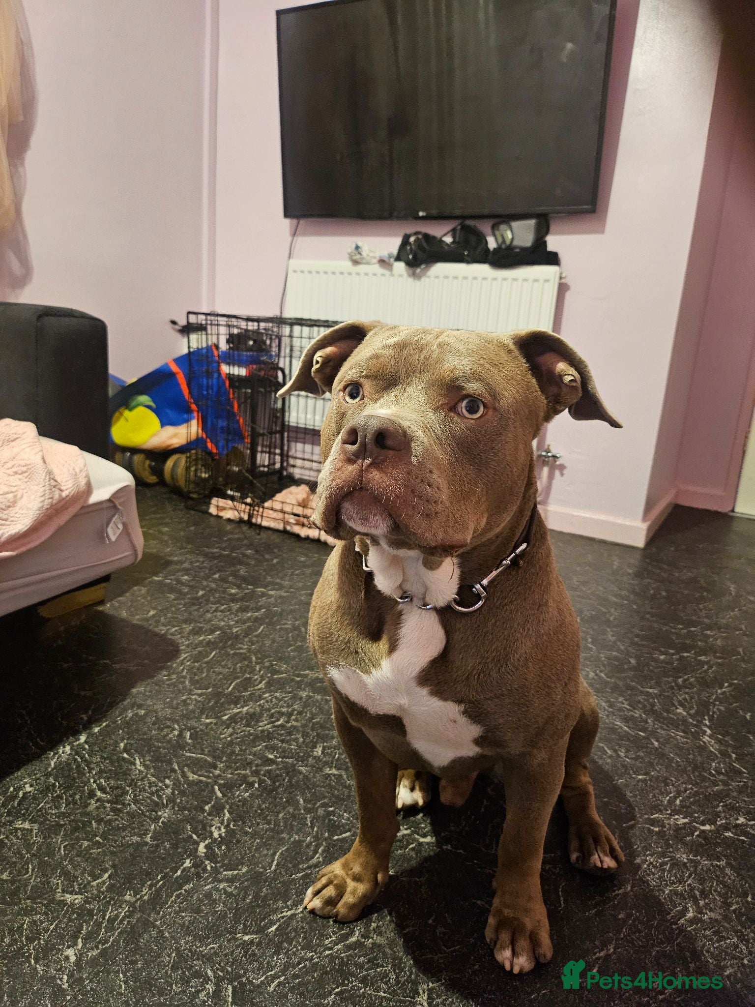 English Bulldog dogs Beautiful English bulldog long leg boy - Advert 1
