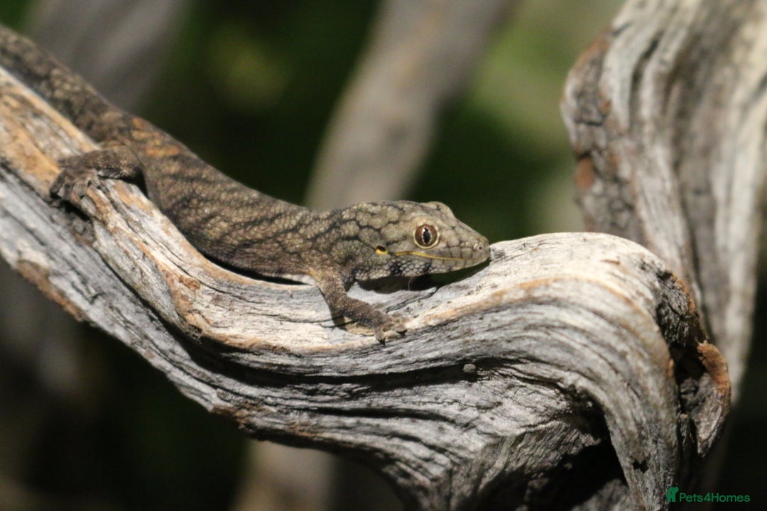 Gecko reptiles for sale: Eurydactylodes Viellardi - Chameleon Gecko - Image 6