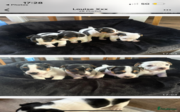 Jack Russell dogs for sale: jack Russell puppies for sell  - Image 18