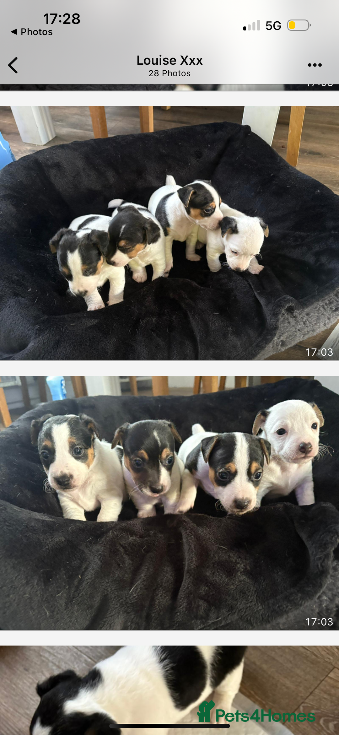 Jack Russell dogs for sale: jack Russell puppies for sell  - Image 18
