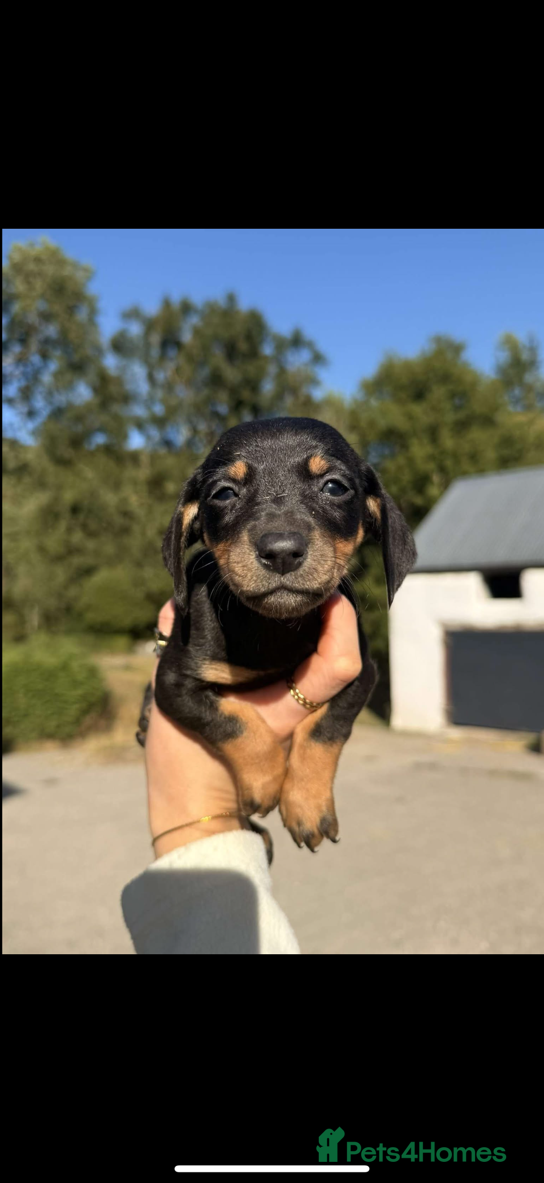 Mixed Breed dogs for sale: Dachshund crosss border collie - Image 1
