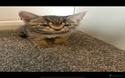 British Shorthair cats for sale: Kittens for sale  - Image 3