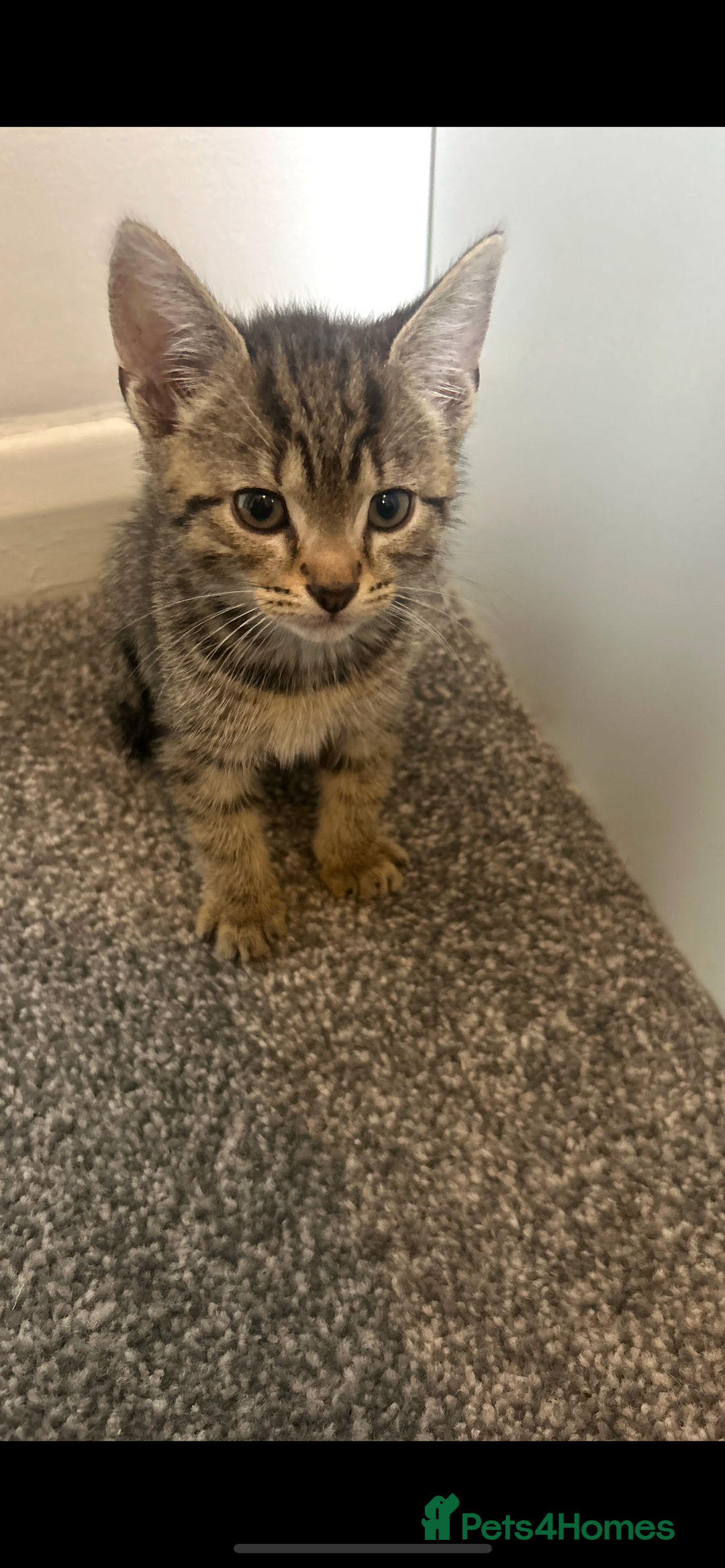 British Shorthair cats for sale: Kittens for sale  - Image 3
