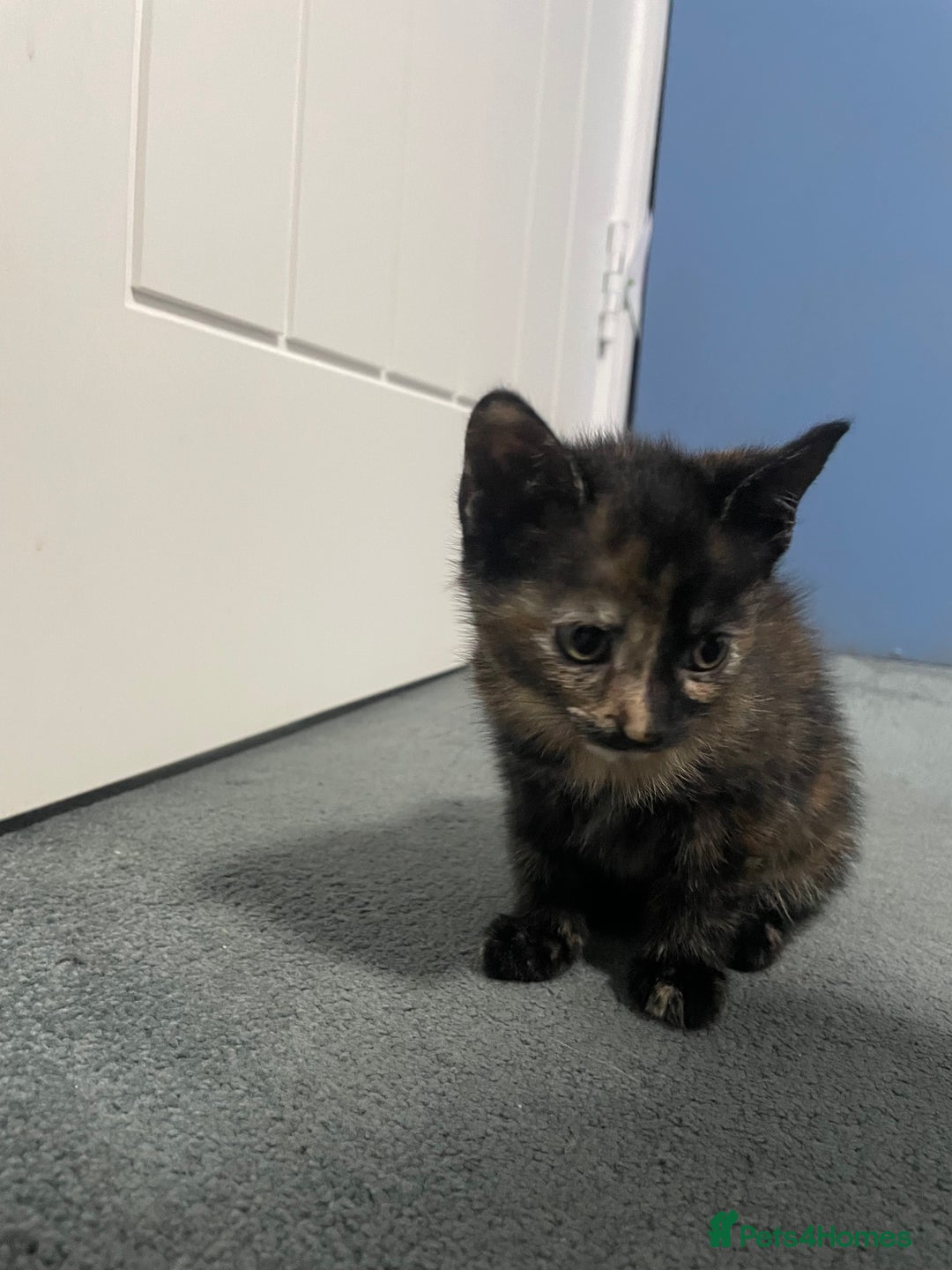 Mixed Breed cats for sale: Kitten  - Advert 6