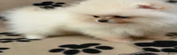 Pomeranian dogs for sale: Super litter of 4 Beautiful Pomeranian Girls  in Ammanford - Advert 21